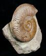 Pseudogrammoceras Ammonite - France #4499-1